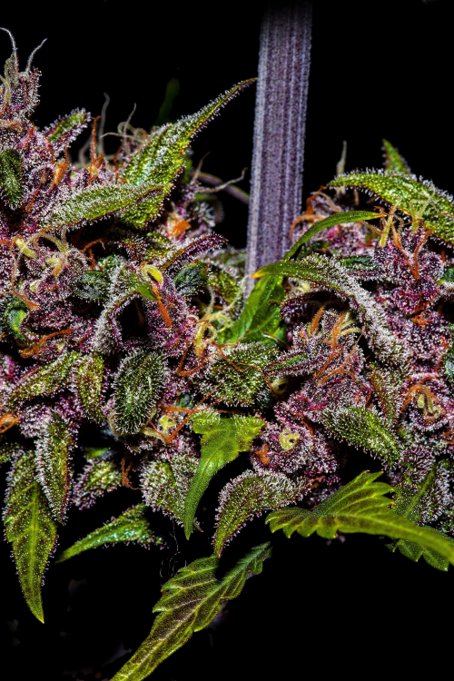 Blackberry Auto