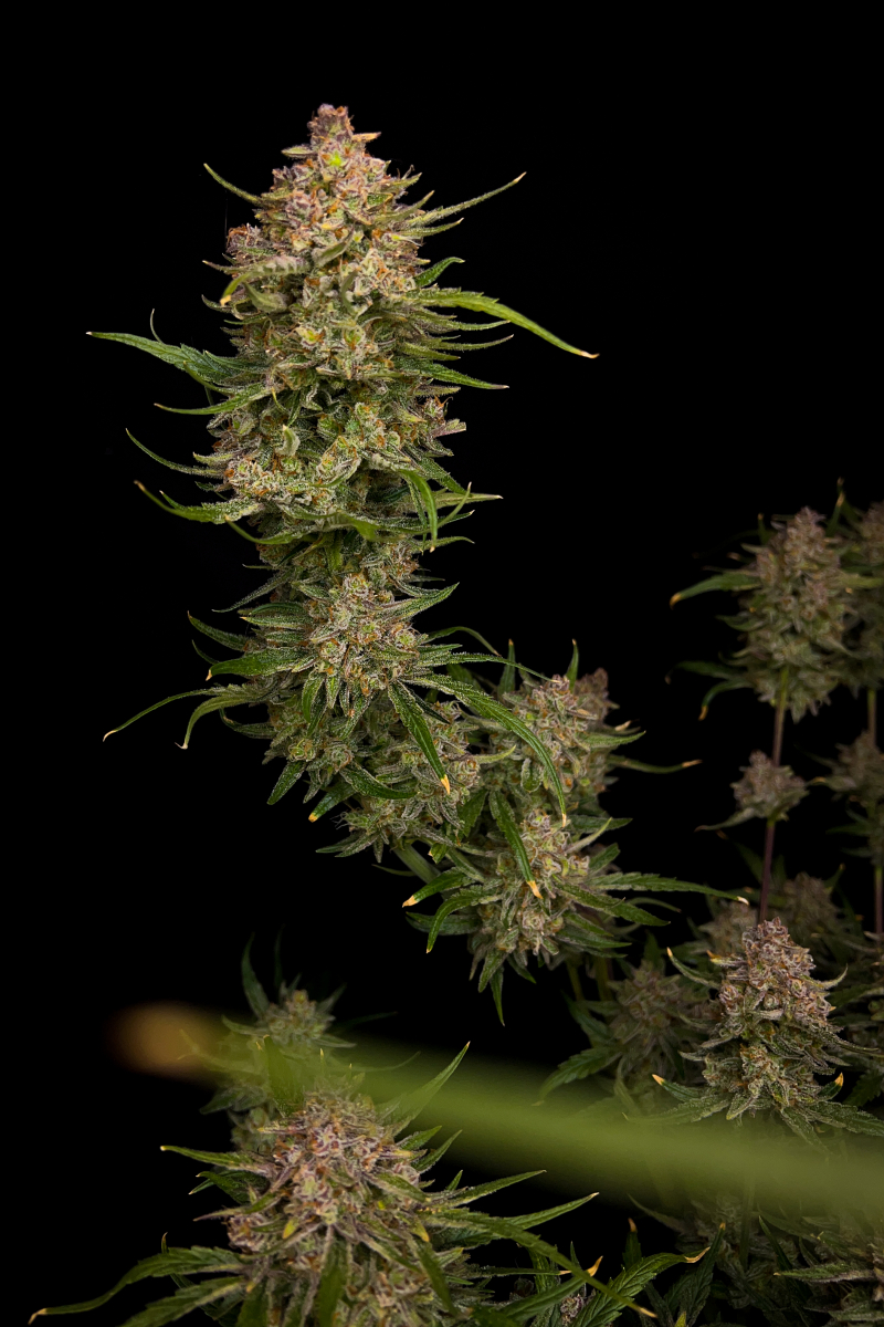 Photo of Guava Auto