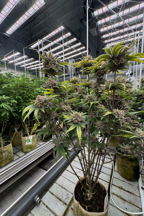 Cherry Cola Auto RF3