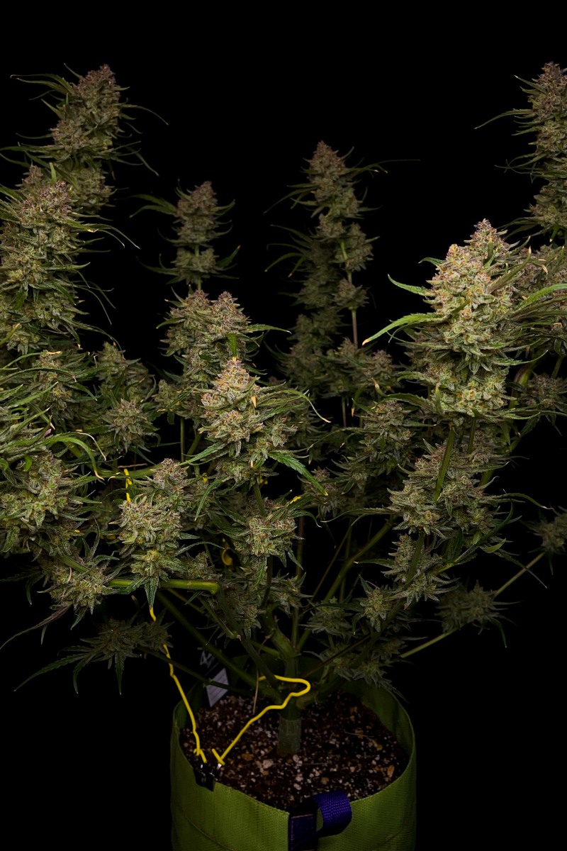 Photo of Guava Auto