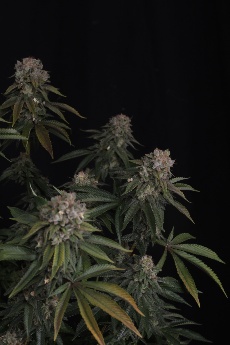 Photo of GG4