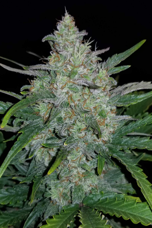 Rhino Ryder Auto