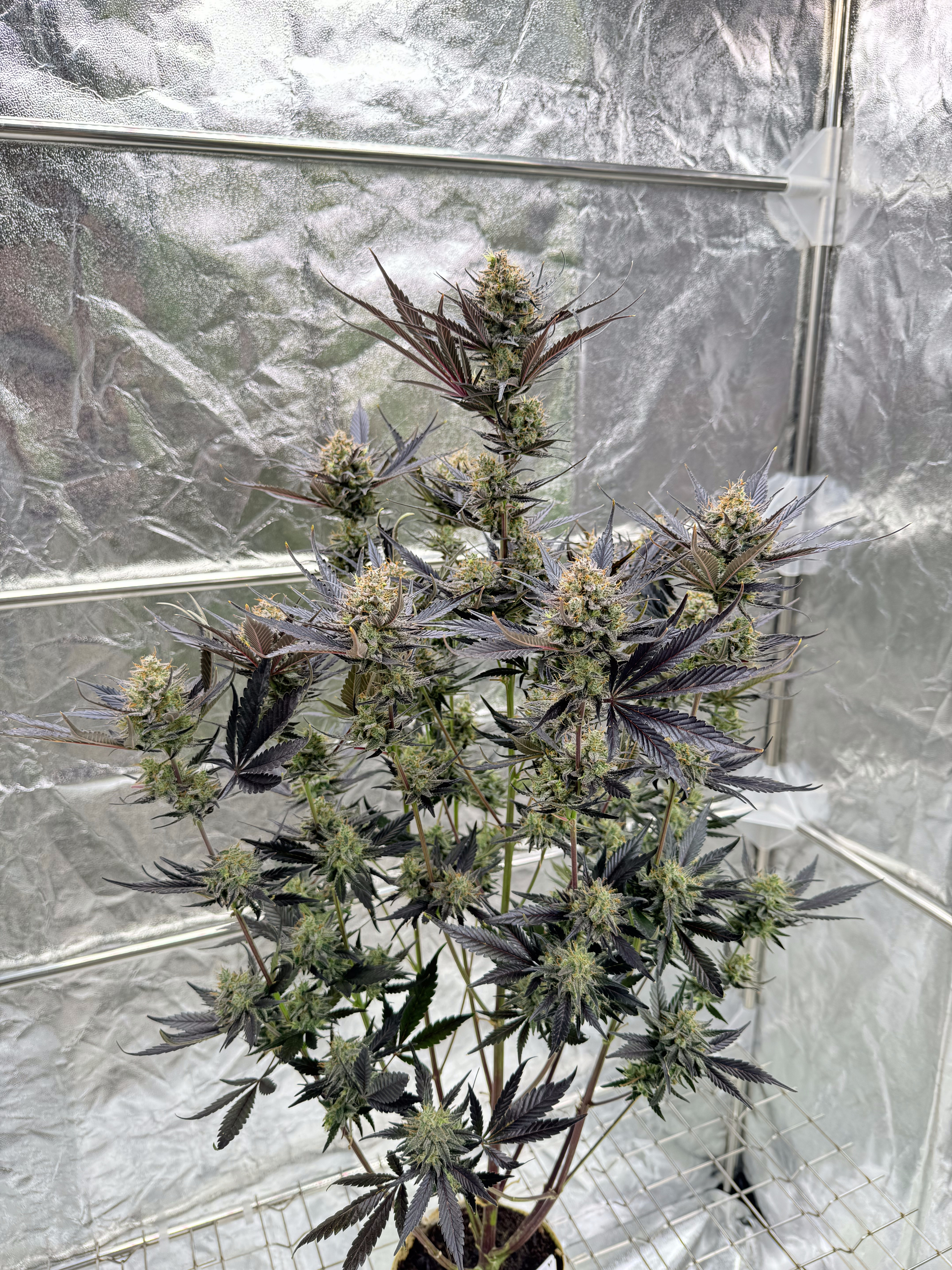 Guava Auto RF3