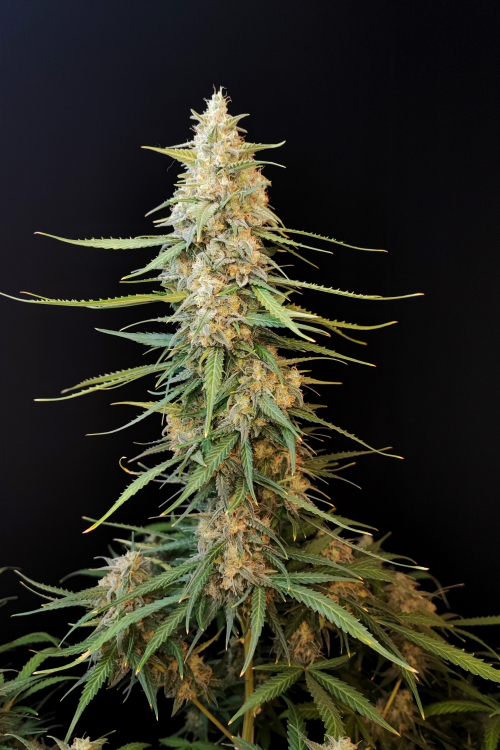 Sour Diesel Auto