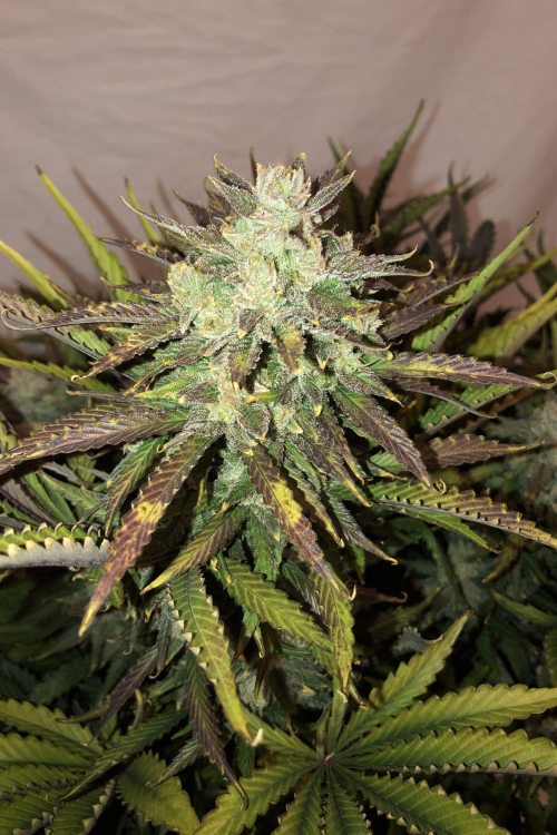 Gorilla Auto