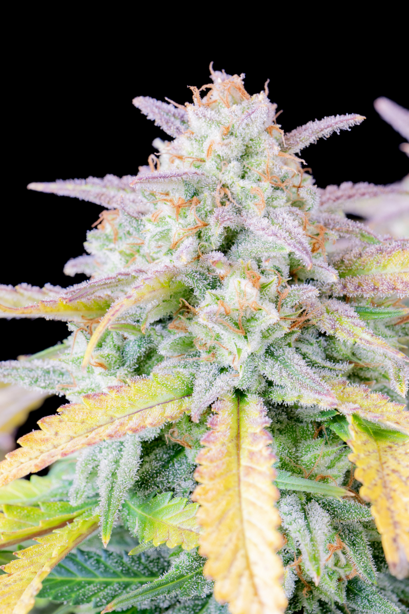 Photo of Afghan Kush Auto