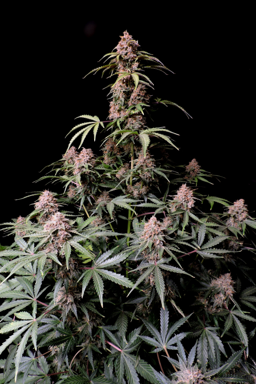 Amnesia Z Auto