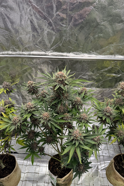 Cherry Cola Auto RF3