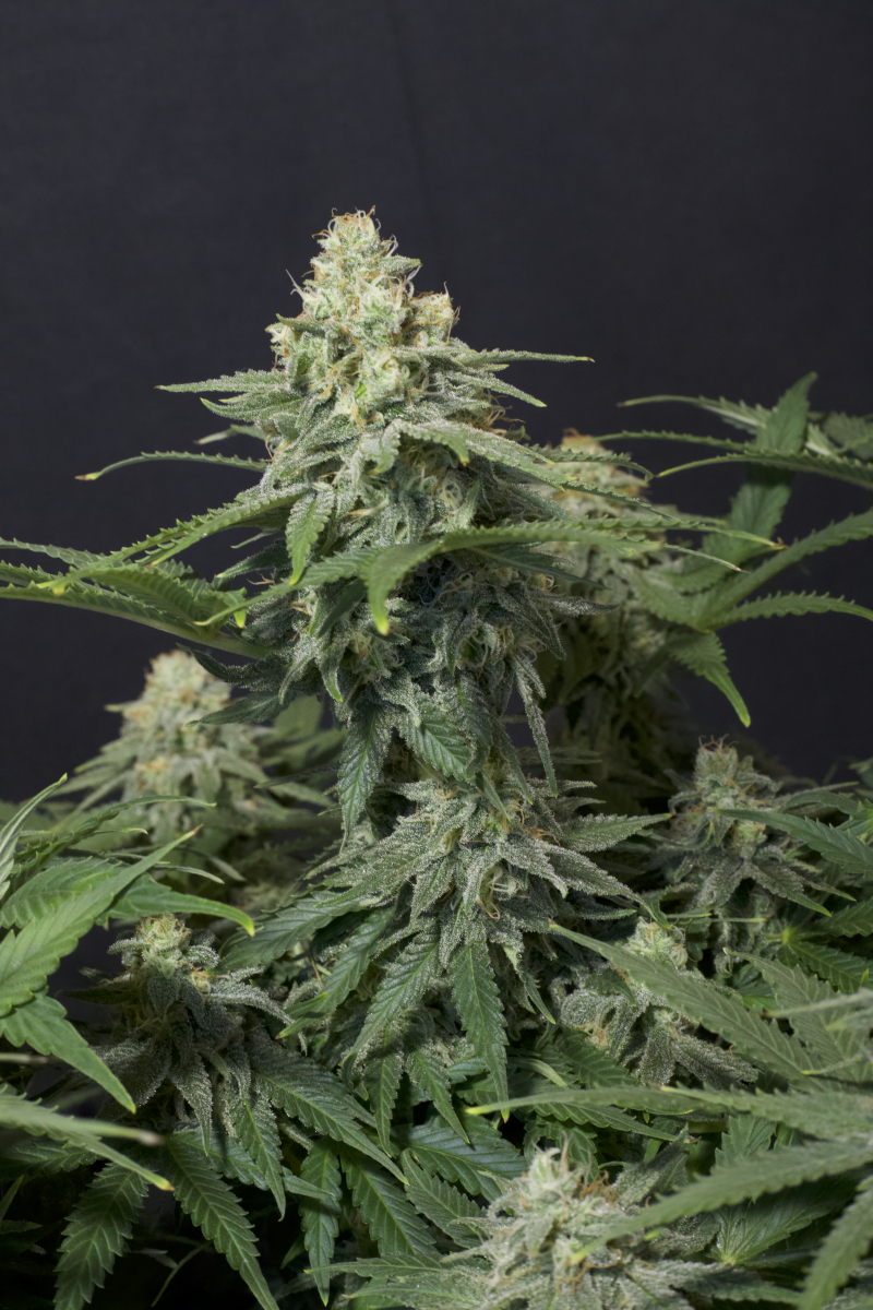 Photo of Wedding Cheesecake FF
