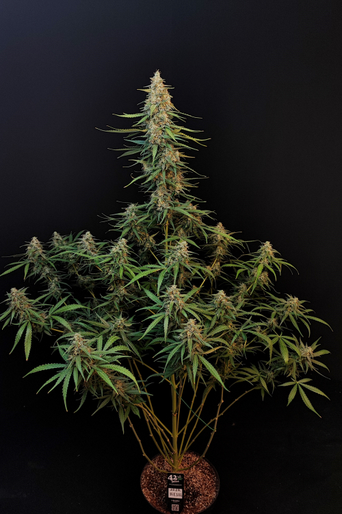 Sour Diesel Auto