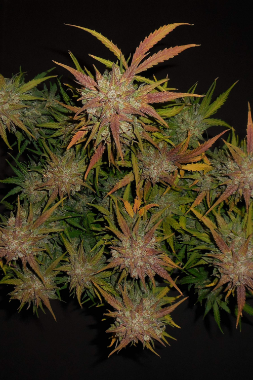Lemon AK Auto