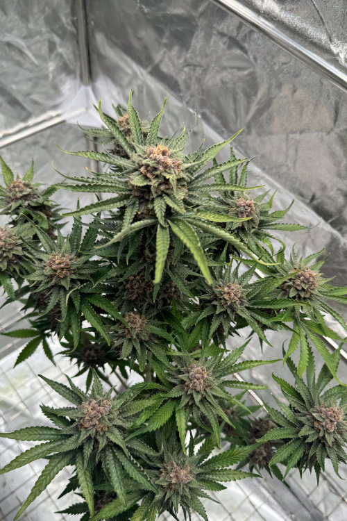 Cherry Cola Auto RF3