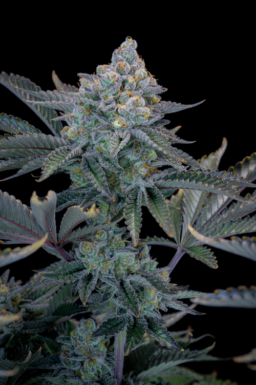 Gorilla Cookies FF