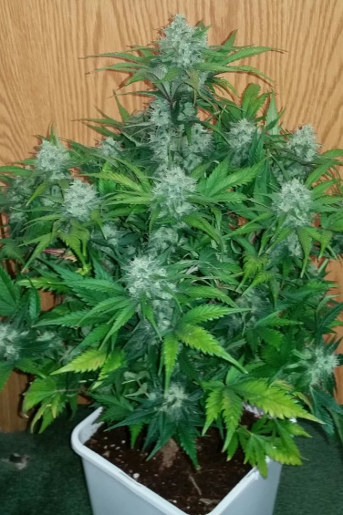Green Crack Auto
