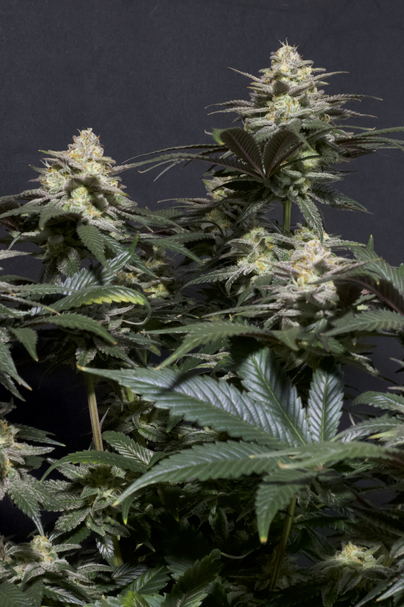Photo of Purple Lemonade FF