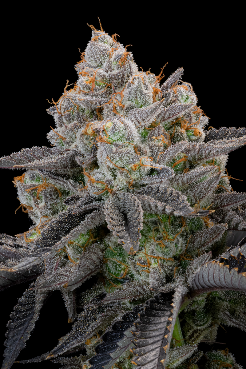 Photo of Gorilla Cookies FF