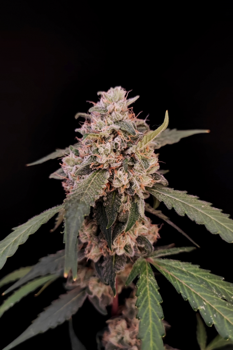 Photo of AK Auto