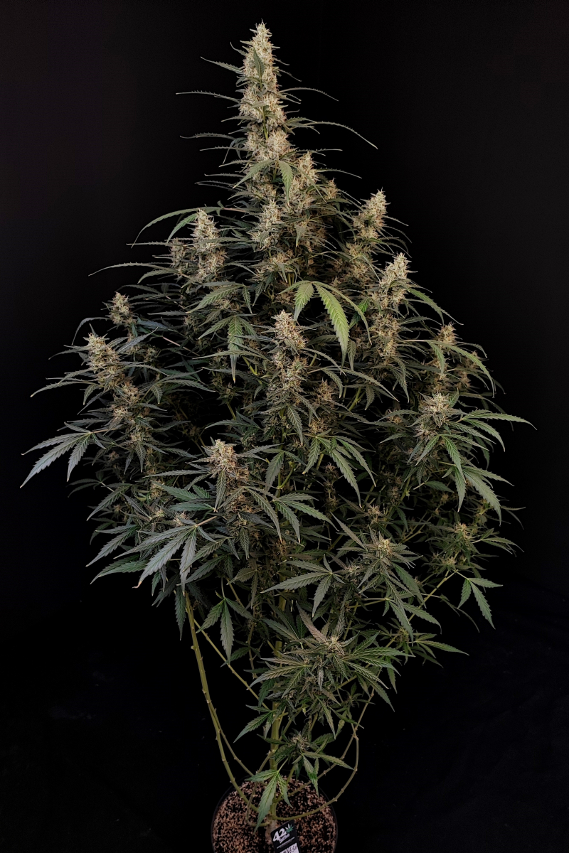 Photo of Amnesia Haze Auto