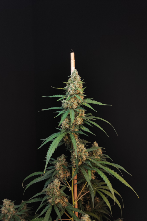 Cheese Auto