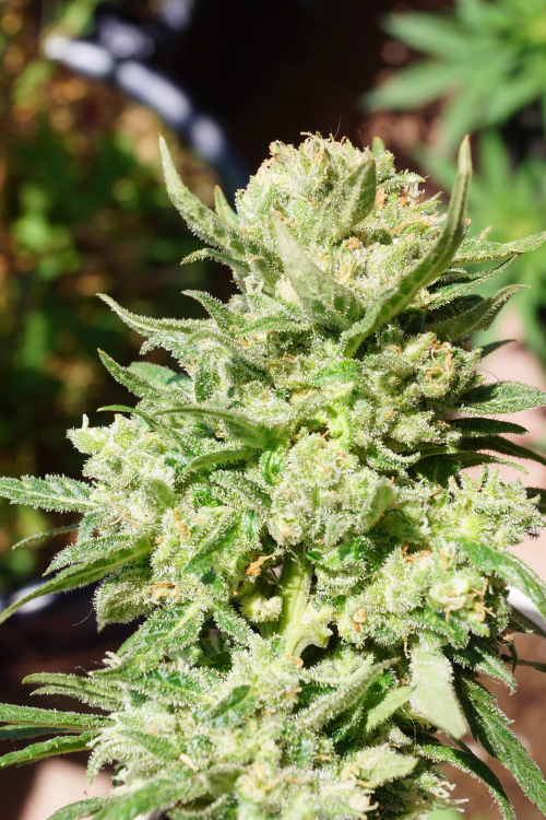 G14 Auto