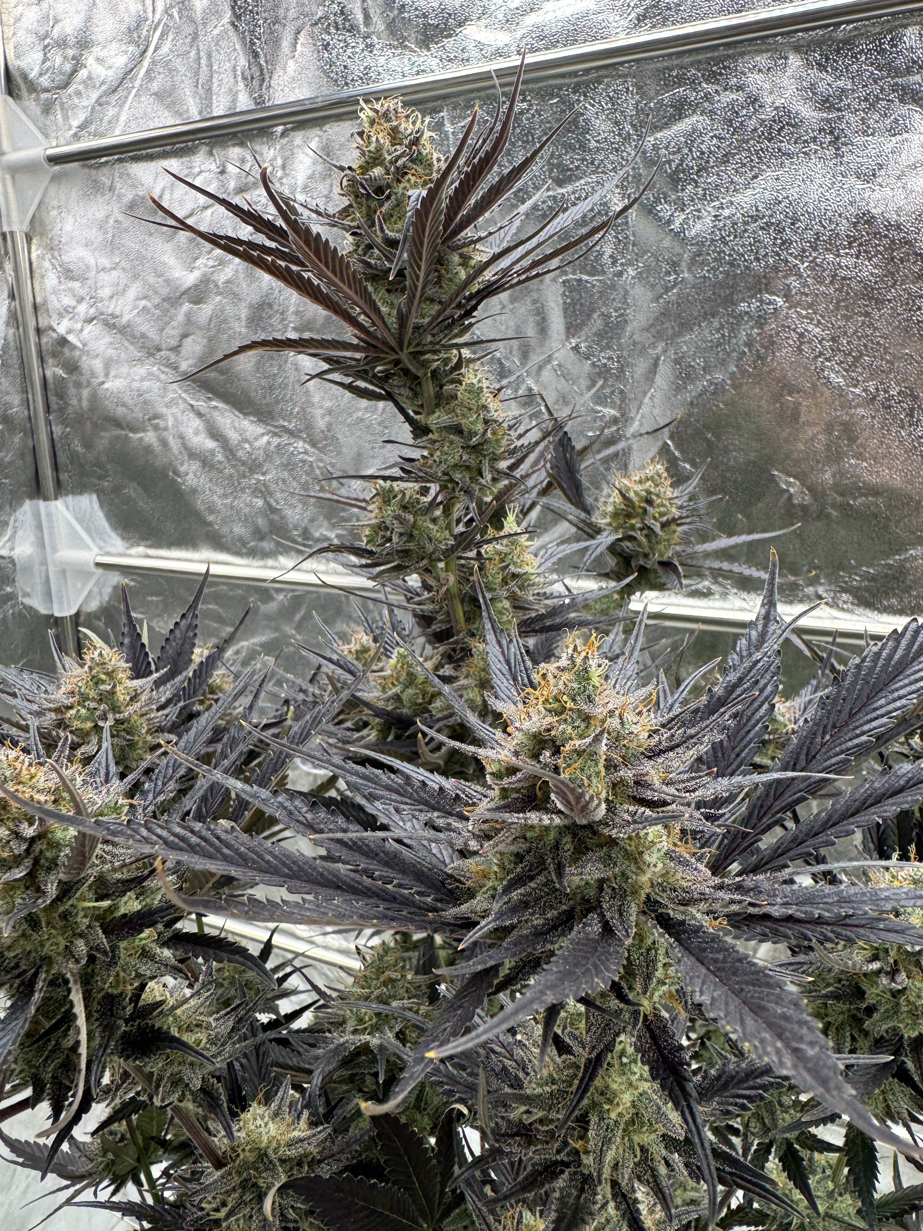 Guava Auto RF3