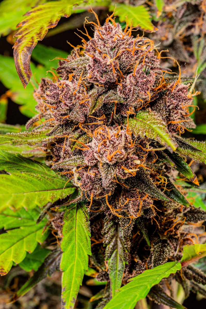 Photo of Lemon Cherry Cookies Auto