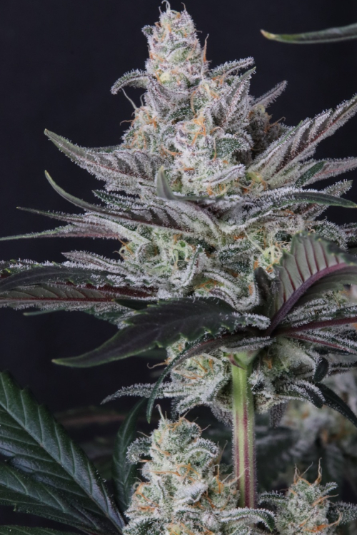 Mendo Guava Auto