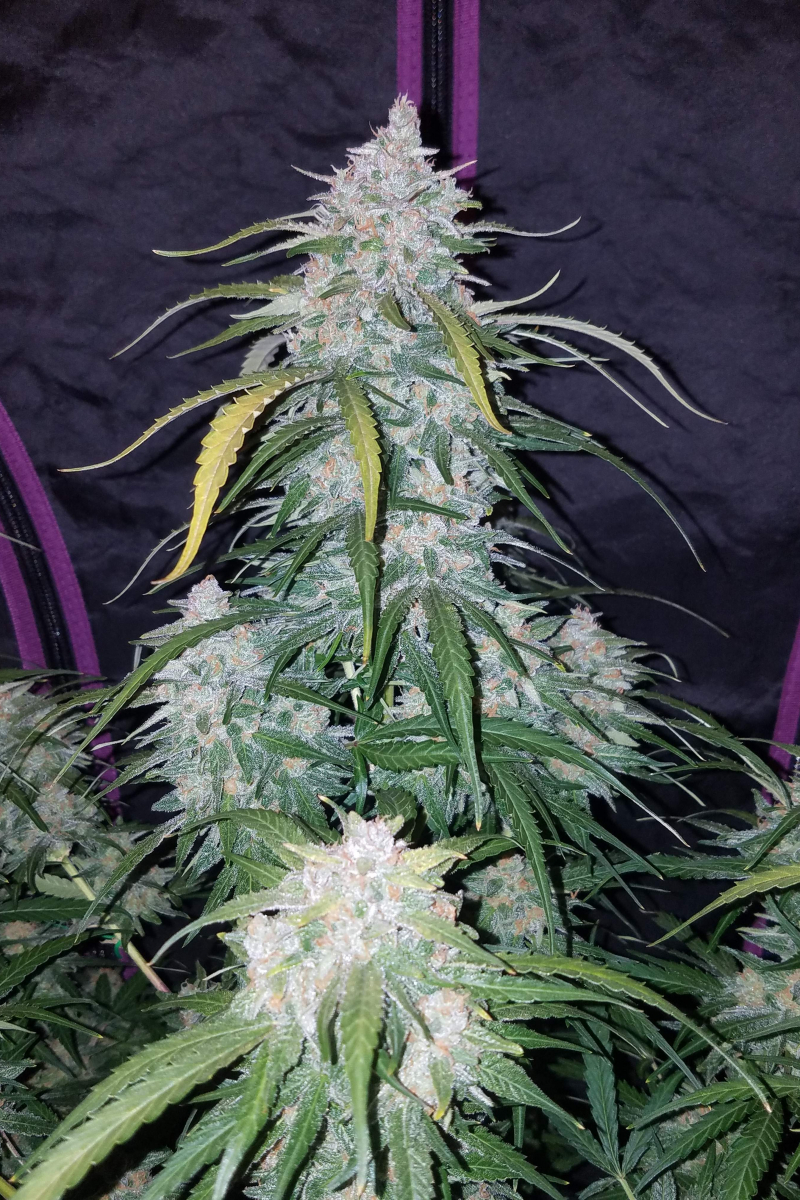 Photo of Pineapple Express Auto