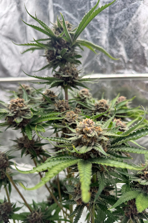 Cherry Cola Auto RF3