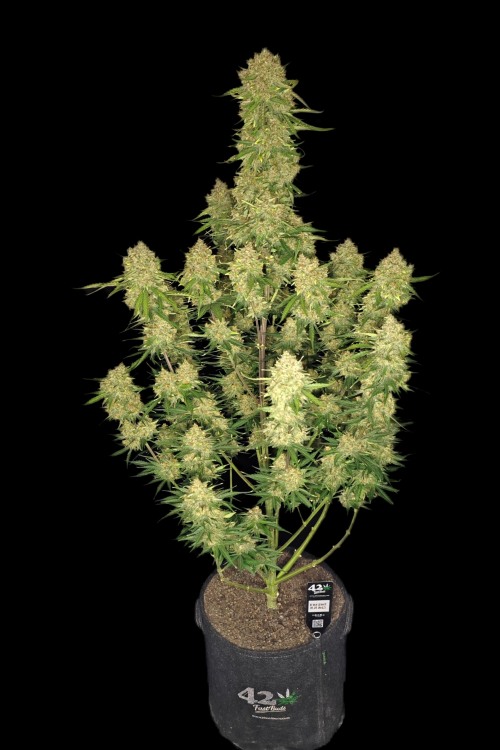 Guava Auto