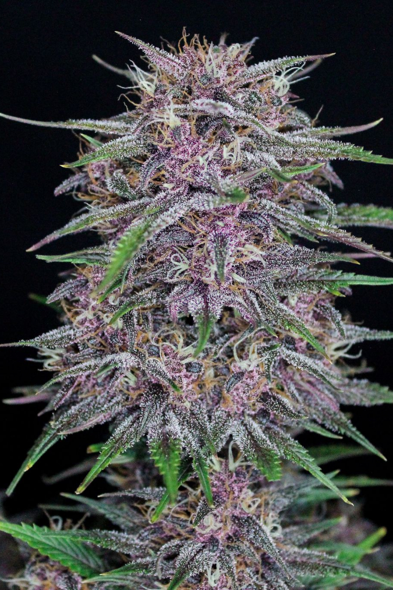 Photo of Banana Purple Punch Auto