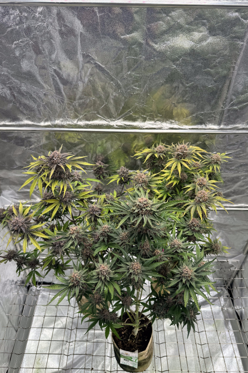 Cherry Cola Auto RF3