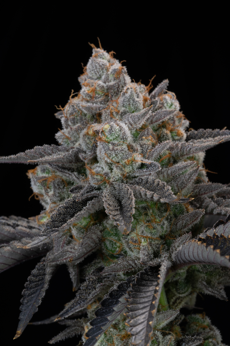 Photo of Gorilla Cookies FF