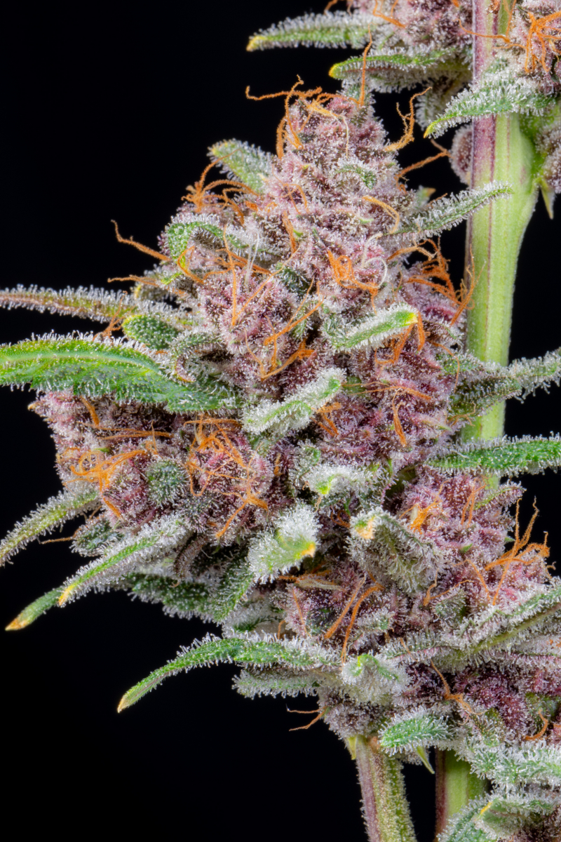 Photo of Gorilla Punch Auto