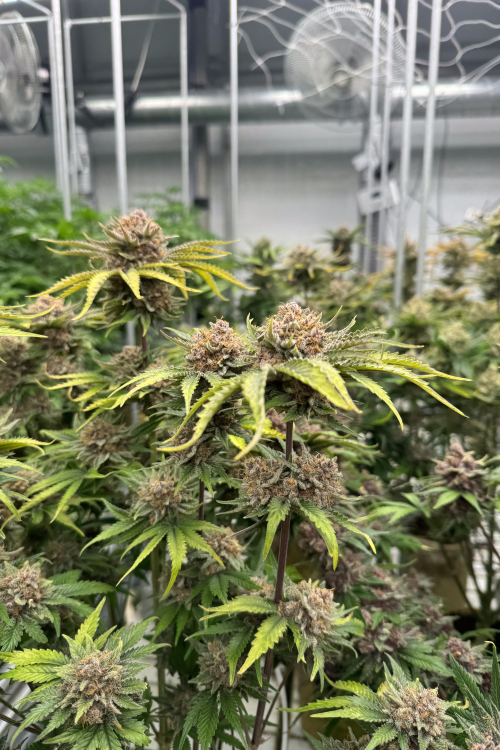 Cherry Cola Auto RF3