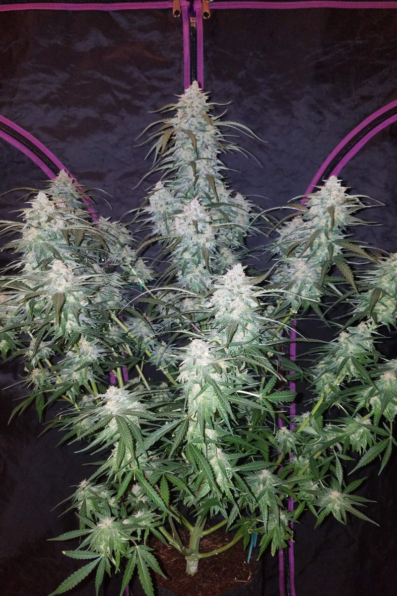 Photo of Pineapple Express Auto