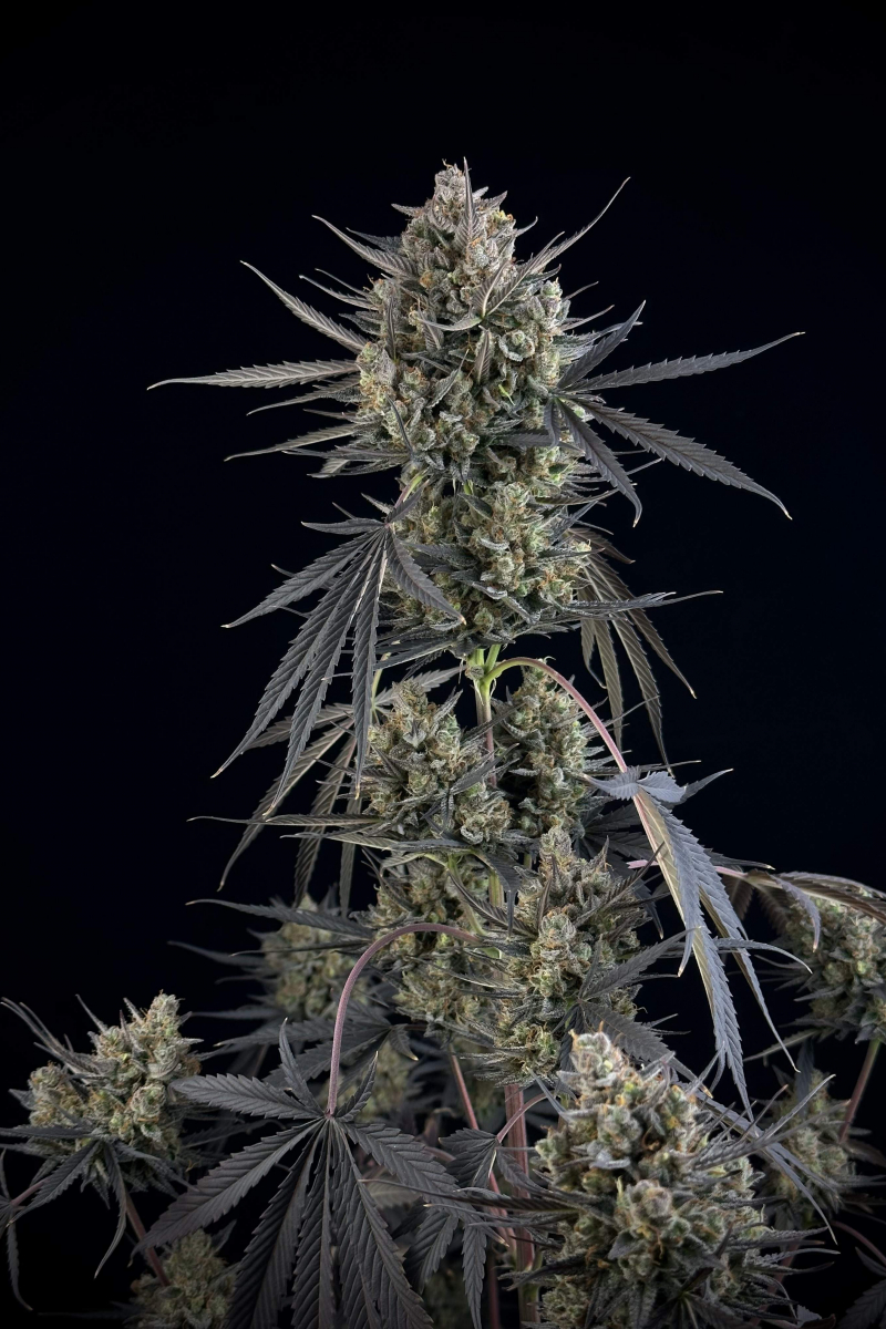 Photo of Pound Cake Auto