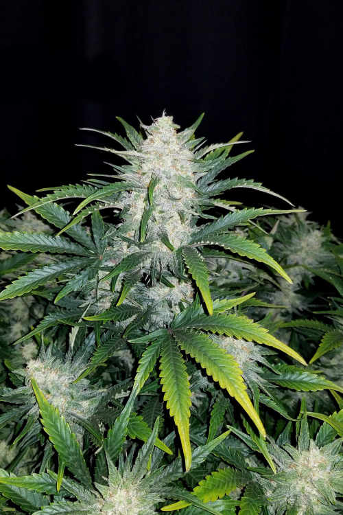 Rhino Ryder Auto
