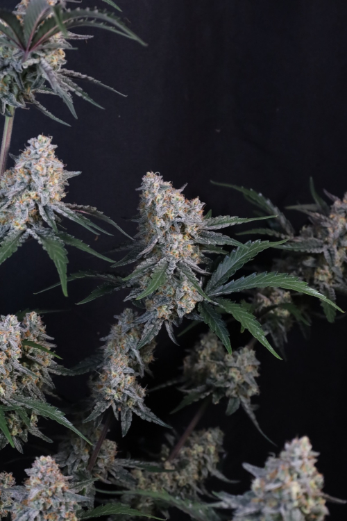 Guava Sundae Auto