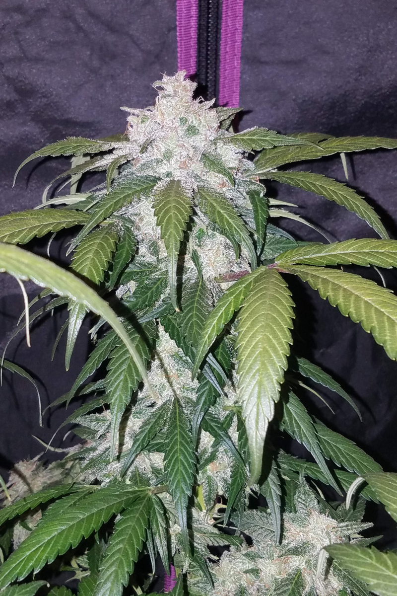 Photo of Pineapple Express Auto
