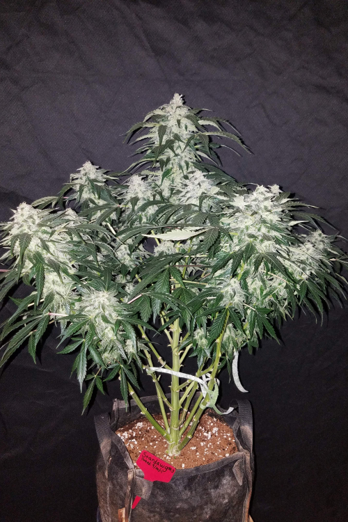 Stardawg Auto