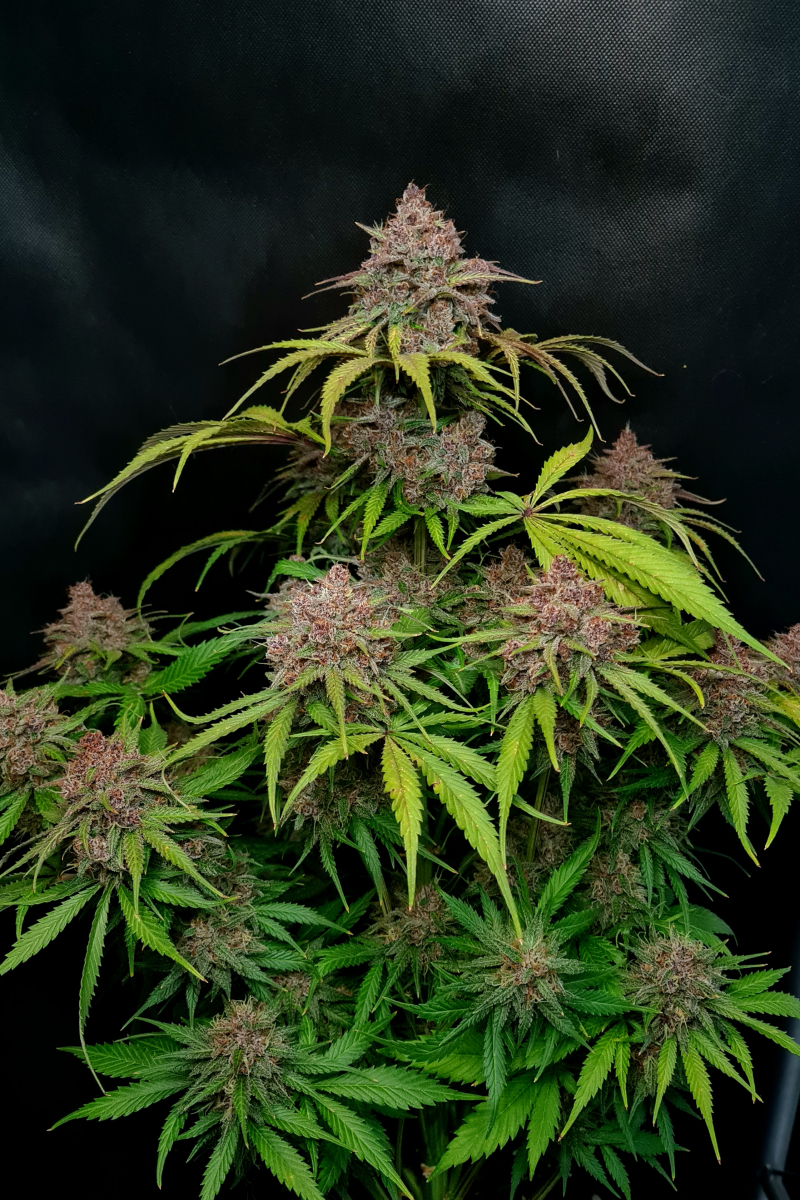 Photo of Gorilla Punch Auto