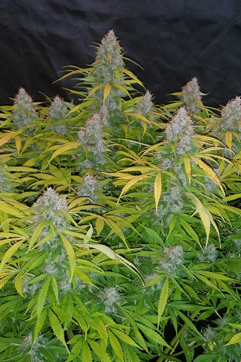 Photo of Californian Snow Auto