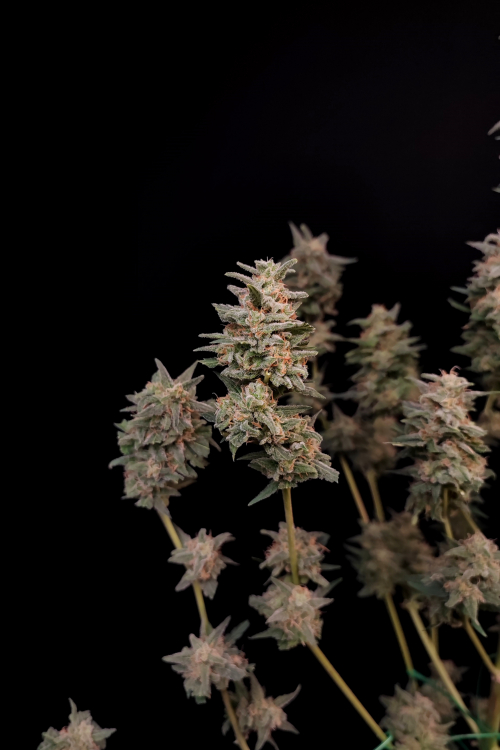 Critical Auto