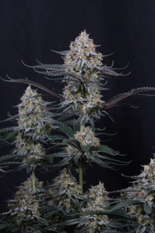 Guava Sundae Auto