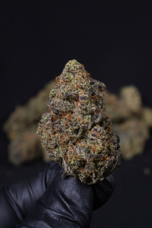 Guava Auto RF3