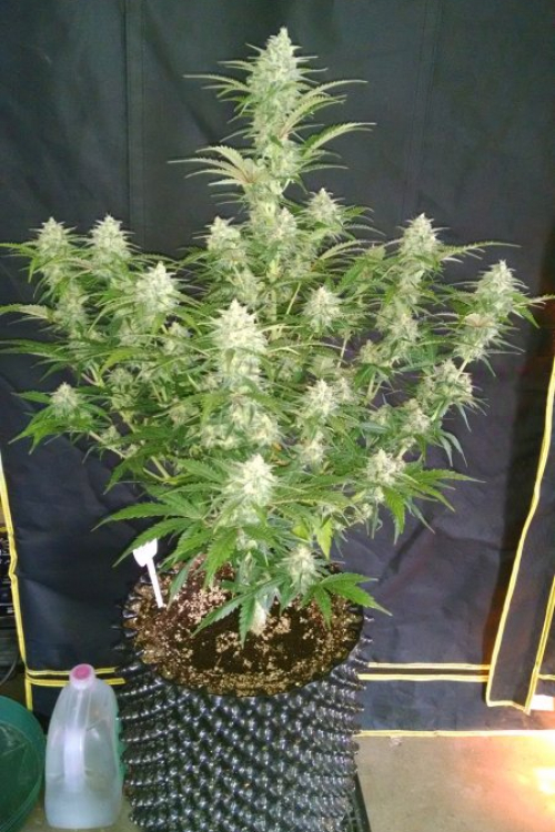 Grapefruit Auto