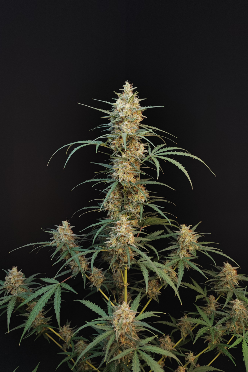 Photo of Chemdawg Auto