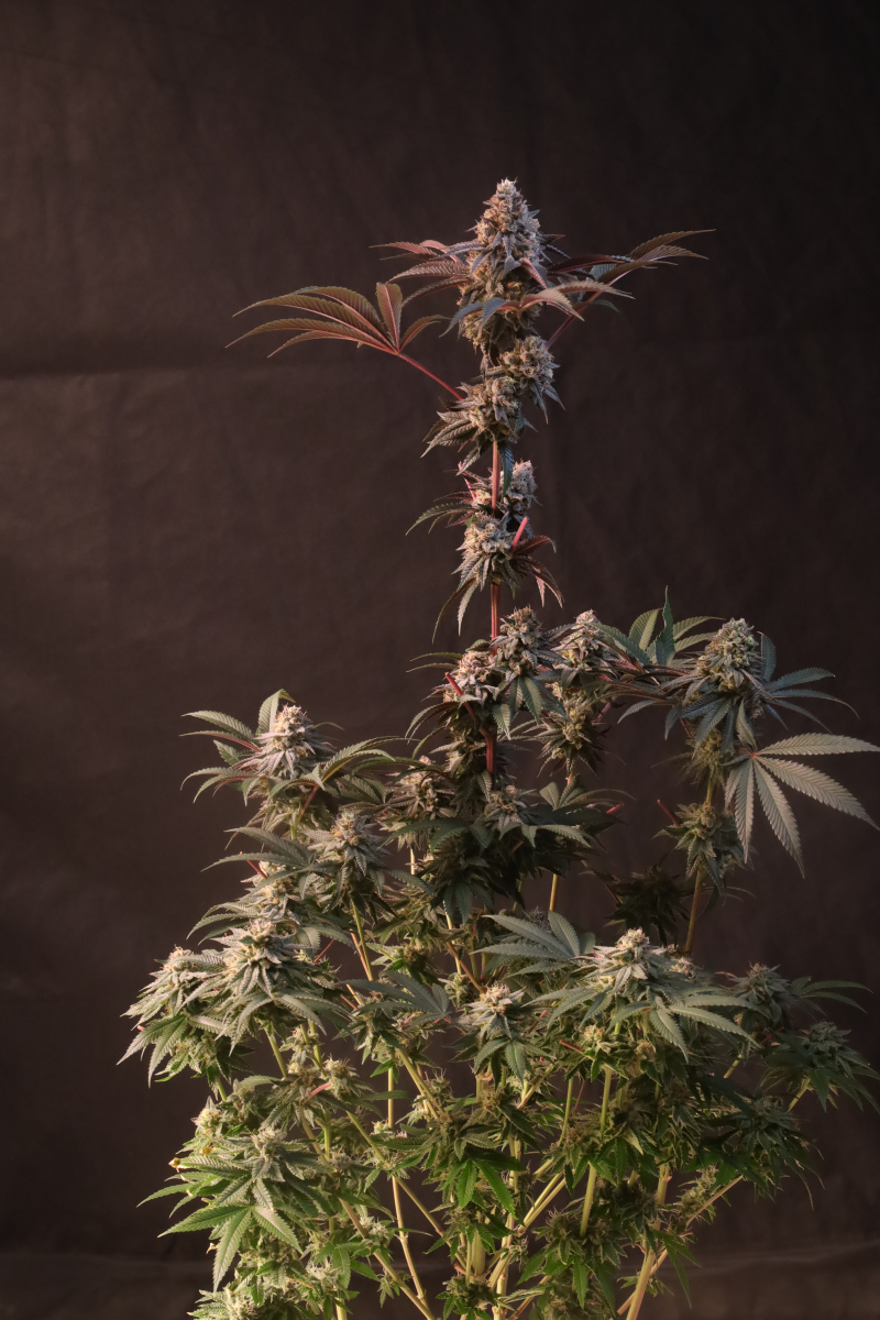 Photo of Lemon Cherry Runtz