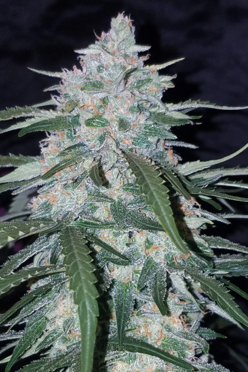 Pineapple Express Auto